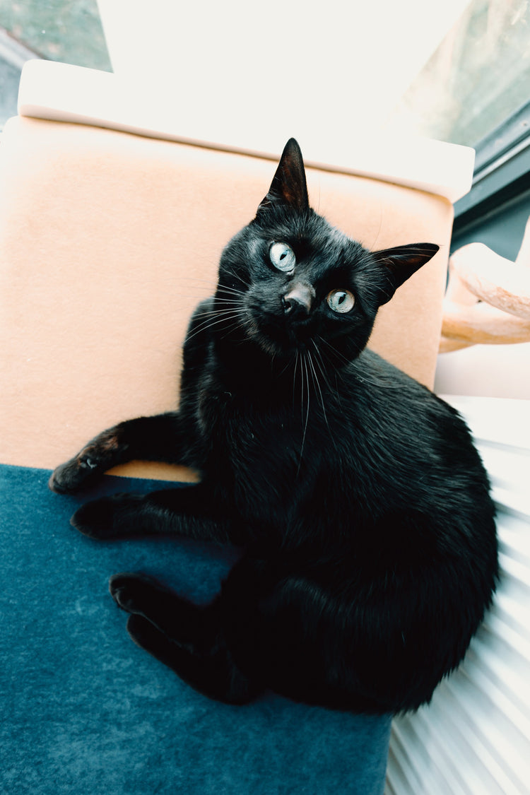 Gatos