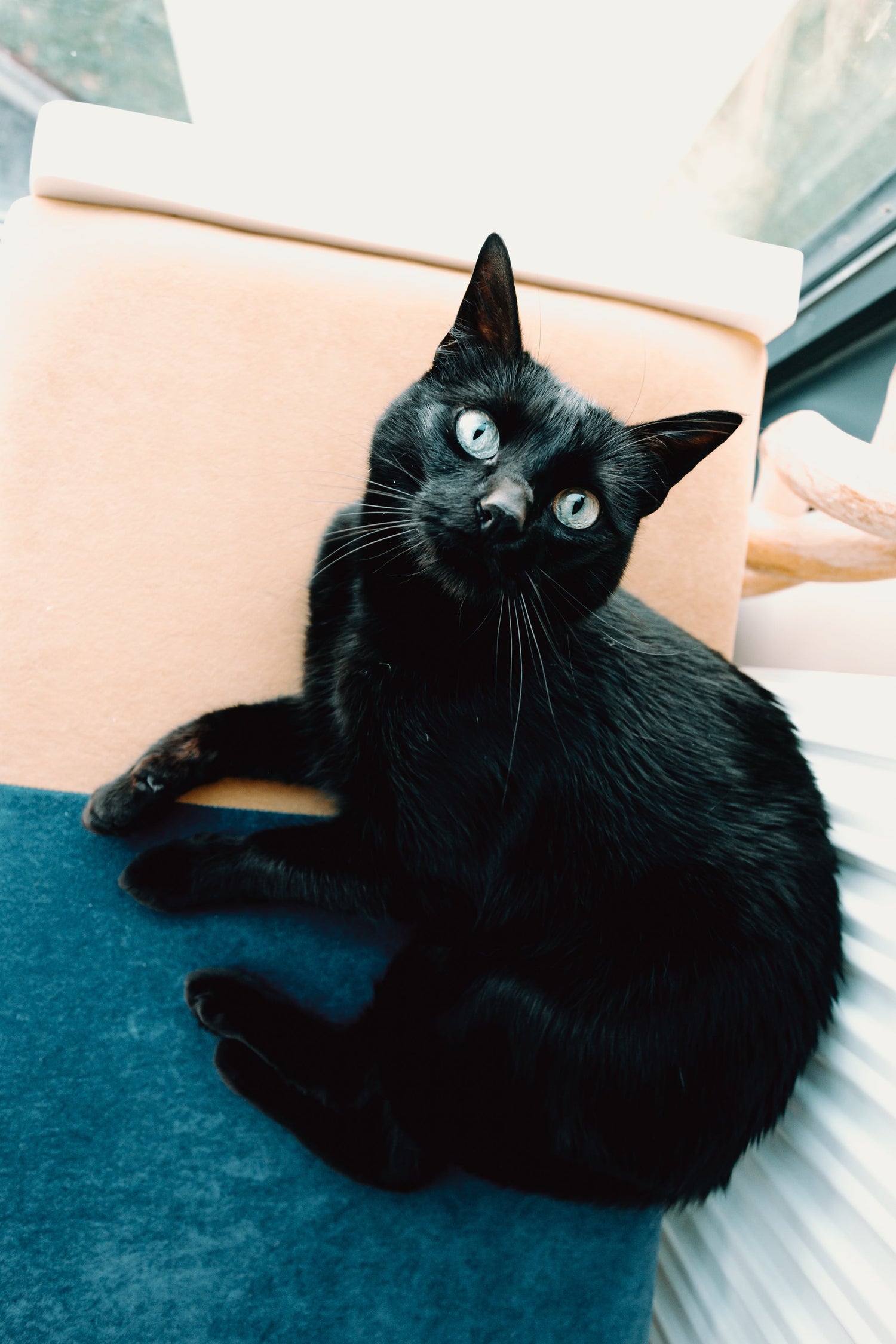 Gatos